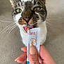 George is registered to the contest to win money with this photo: animal, blurred_background, carpet, cat, close_up, cute, feeding, focus, green_eyes, hand, human_hand, indoor, licking, nail_polish, pet, tabby_cat, tattoo, treat, whiskers, white_cat
