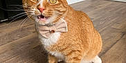 Teddy joined the competition — help win amazing prizes! animal, bow_tie, cat, curious, cute, domestic_animal, feline, ginger_cat, household, indoor, kitchen, kitten, looking_up, mammal, orange_fur, pet, portrait, whiskers, white_paws, wooden_floor