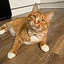 animal, bow_tie, cabinet, cat, curious, cute, domestic_cat, ears, eyes, feline, flooring, indoor, kitchen, laying_down, orange_tabby, pet, relaxed, whiskers, white_paws, wood_floor