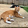 animal, black_and_white_cat, cat, curious, daylight, ears, fence, garden, grass, lying_down, mammal, orange_cat, outdoor, patio, paws, pet, relaxing, stone_surface, sunlight, whiskers