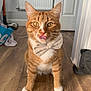bow_tie, cat, close_up, cute, domestic_animal, door, feline, flooring, fur, household_items, indoor, orange_tabby, pet, playful, radiator, sitting, tongue_out, whiskers, white_paws, wooden_floor