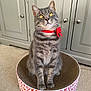 bow, cabinet, carpet, cat, collar, curious, cute, domestic_cat, feline, furniture, golden_eyes, gray_cat, household, indoor, looking_up, pet, scratcher, sitting, tabby, whiskers