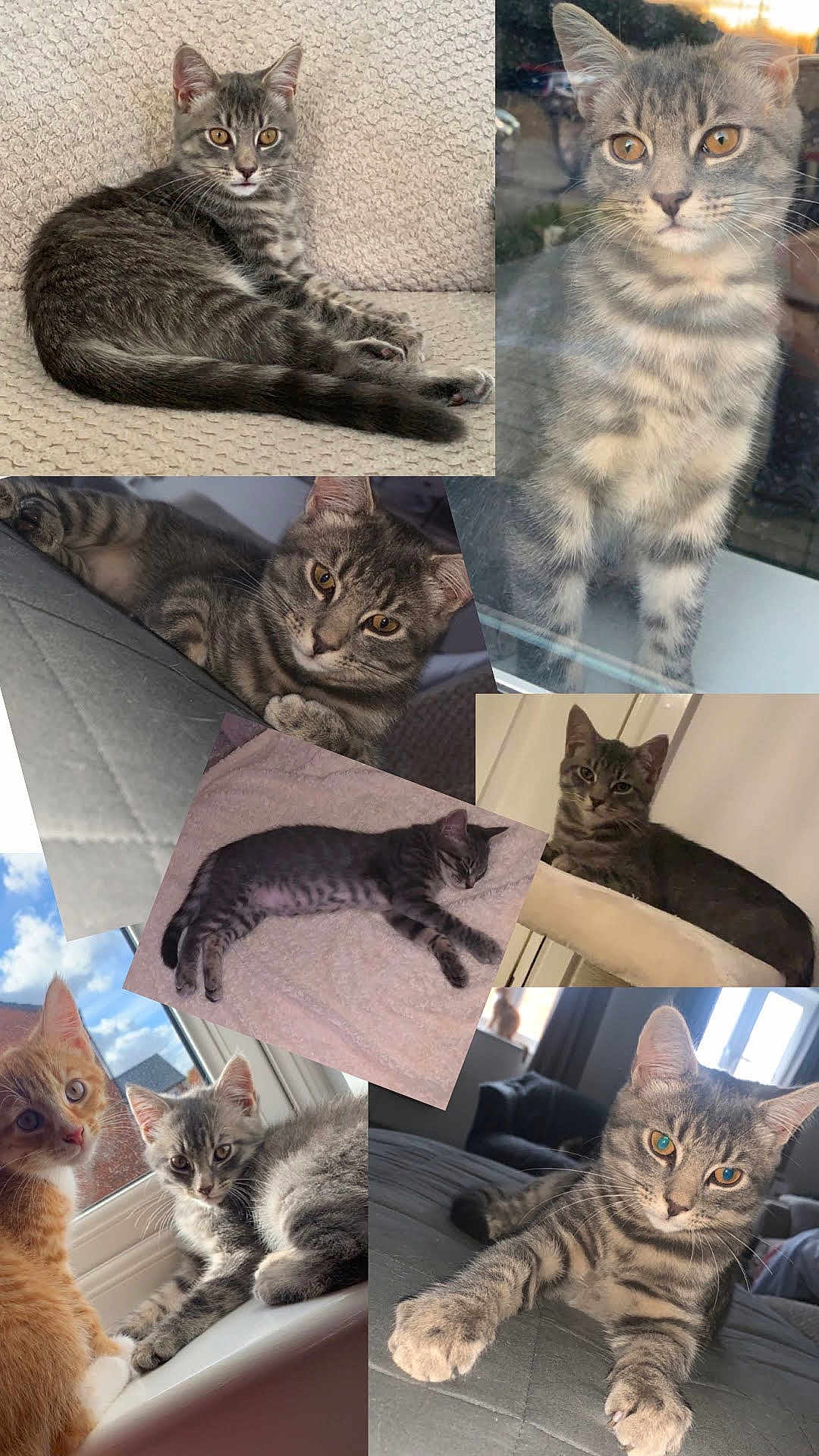 Merlin
