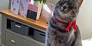 Merlin is registered to the contest to win money with this photo: cabinet, carpet, cat, couch, cozy, curtains, domestic, flowers, furniture, gray_tabby, greeting_cards, home_interior, indoor, pet, red_bow, roses, sunlight, vase, window, winking