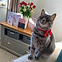 cabinet, carpet, cat, couch, cozy, curtains, domestic, flowers, furniture, gray_tabby, greeting_cards, home_interior, indoor, pet, red_bow, roses, sunlight, vase, window, winking