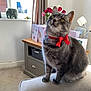 carpet, cat, couch, cozy_room, curtains, domestic_animal, ears, eyes, flower_vase, furniture, gray_tabby, greeting_cards, indoor, pet, red_bow, roses, sunlight, table, whiskers, window