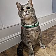 Merlin joined the competition — help win amazing prizes! animal, cat, collar, curious, cute, domestic, ears, feline, fur, household, indoor, looking_up, paws, pet, sitting, striped, tabby, tail, whiskers, wooden_floor