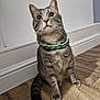 animal, cat, collar, curious, cute, domestic, ears, feline, fur, household, indoor, looking_up, paws, pet, sitting, striped, tabby, tail, whiskers, wooden_floor