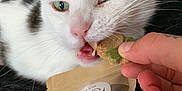 Cleo is registered to the contest to win money with this photo: animal, bite, black_background, cat, closeup, cute, domestic_cat, food, fur, green_eye, hand, indoor, package, pet, pink_nose, playful, snack, treat, whiskers, white_cat