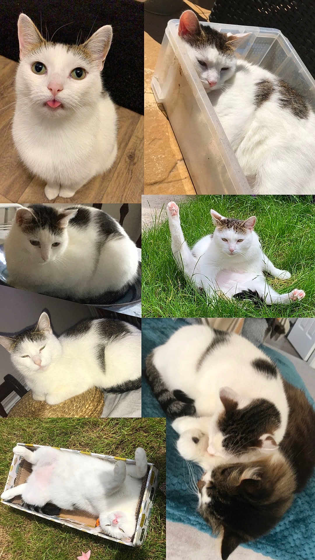 Cleo