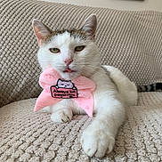 Cleo joined the competition — help win amazing prizes! animal, beige, cat, close_up, couch, cozy, cute, feline, fur, home, indoor, paw, pet, pink_bow, relaxed, tabby, text_patch, tongue_out, whiskers, white_cat