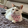 Cleo is registered to the contest to win money with this photo: animal, bandana, brown_markings, cat, cozy, cute, floral_pattern, fluffy, furniture, home, indoor, mammal, pet, pink, relaxed, resting, rug, shaggy_rug, sofa, white_fur