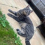 animal, cat, curious, daylight, fence, garden, grass, gray_cat, lying_down, nature, outdoor, patio, pet, relaxed, stone_floor, tabby, tail, whiskers, wicker_furniture, yellow_eyes