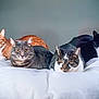 animal, bed, black_and_white_cat, blanket, cat, cute, ears, eyes, feline, four_cats, fur, gray_tabby, group, indoor, orange_tabby, pet, relaxed, resting, striped_cat, whiskers
