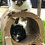 animal, backyard, black_and_white_cat, cardboard_tunnel, cat, chair, cute, daylight, domestic_cat, feline, grass, home_garden, kitten, nature, outdoor, pet, playful, relaxing, tabby_cat, wooden_fence