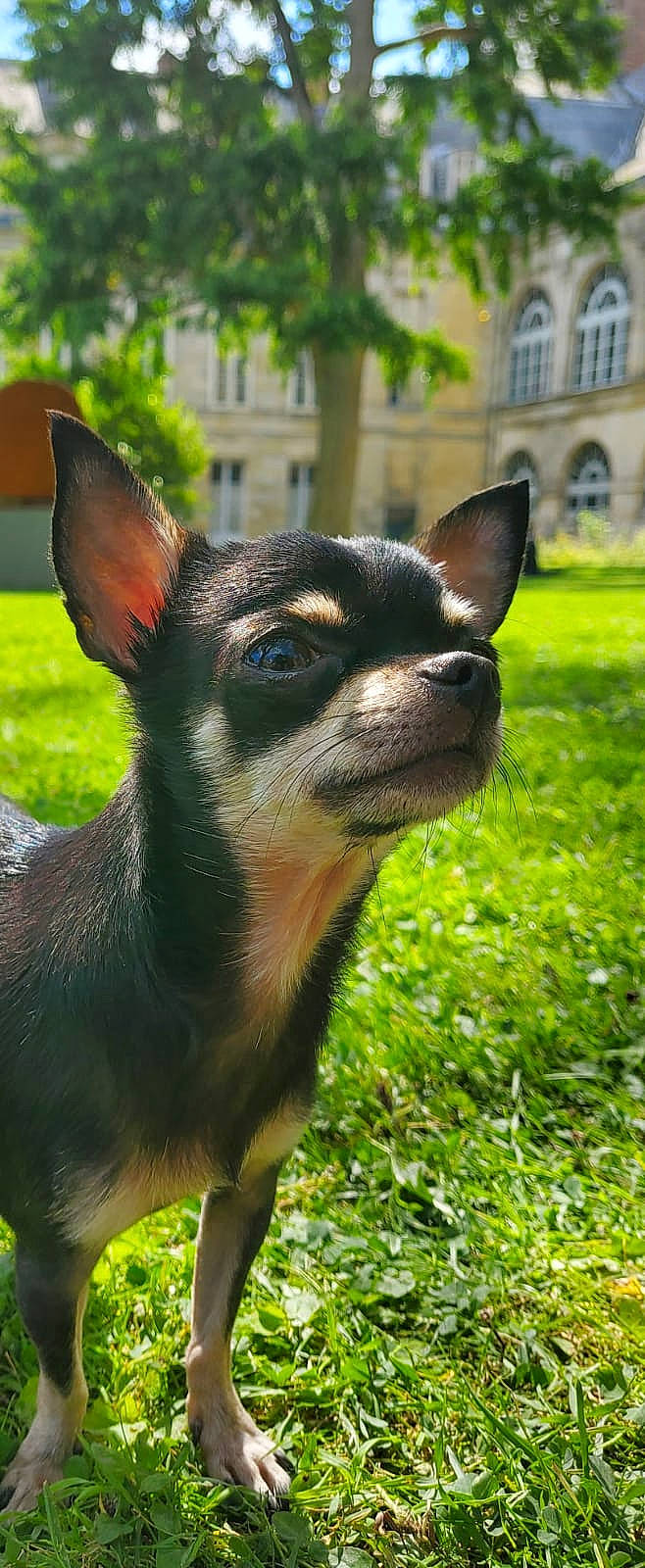 Ovnie a rejoint le concours — aidez-le/la à gagner de superbes lots ! carnivore, chihuahua, collar, companion_dog, dog, dog_breed, fawn, fur, grass, plant, prazsky_krysarik, russkiy_toy, snout, sporting_group, terrestrial_animal, toy_dog, tree, whiskers, window, working_animal