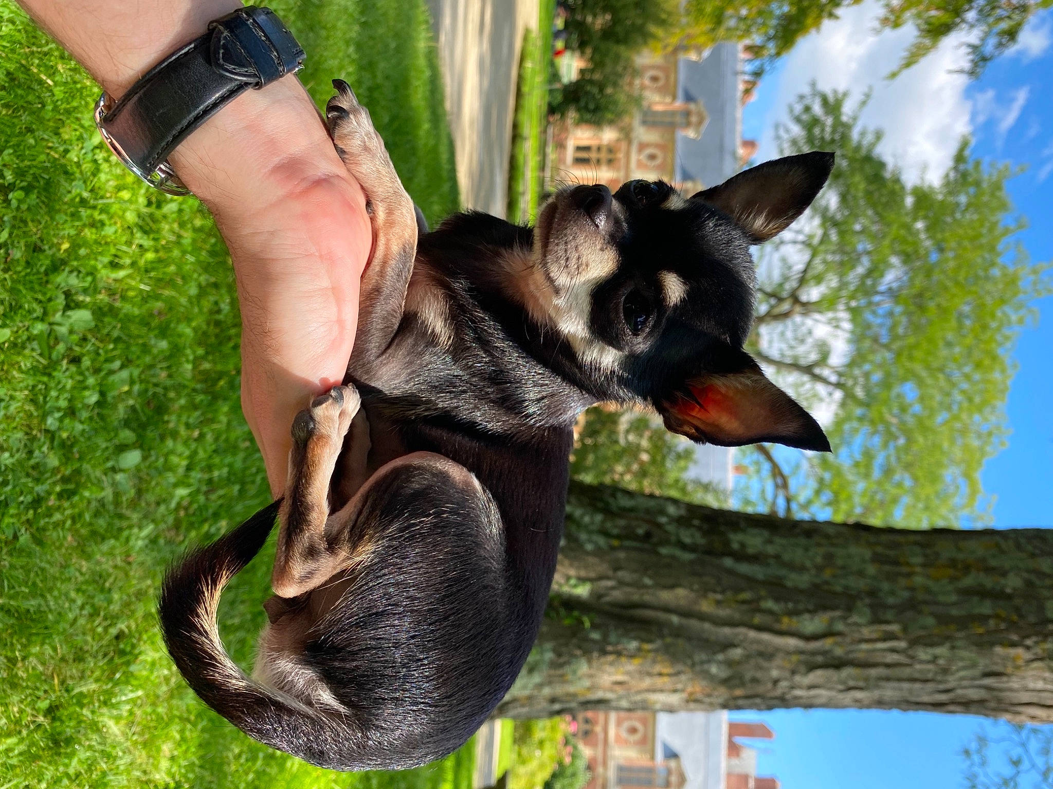 Ovnie participe au concours pour gagner de l'argent avec cette photo : canidae, carnivore, cloud, companion_dog, dog, dog_breed, fashion_accessory, fawn, grass, plant, recreation, sky, snout, street_fashion, tail, terrestrial_animal, tree, trunk, wildlife, wood