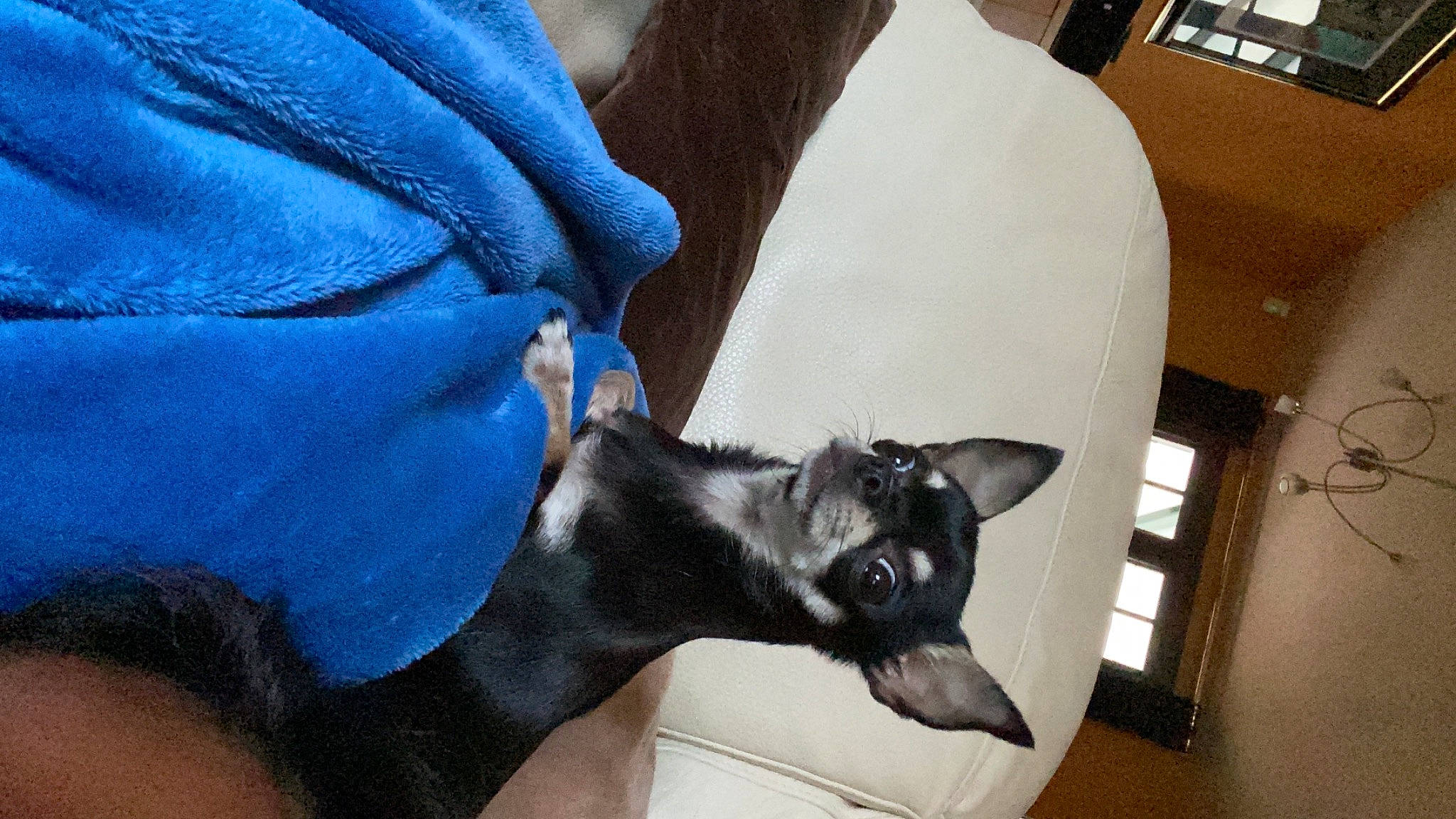 Ovnie participe au concours pour gagner de l'argent avec cette photo : black_cat, canidae, carnivore, claw, comfort, companion_dog, dog_breed, ear, electric_blue, fawn, felidae, fur, human_leg, lap, leg, small_to_medium_sized_cats, snout, sporting_group, tail, whiskers