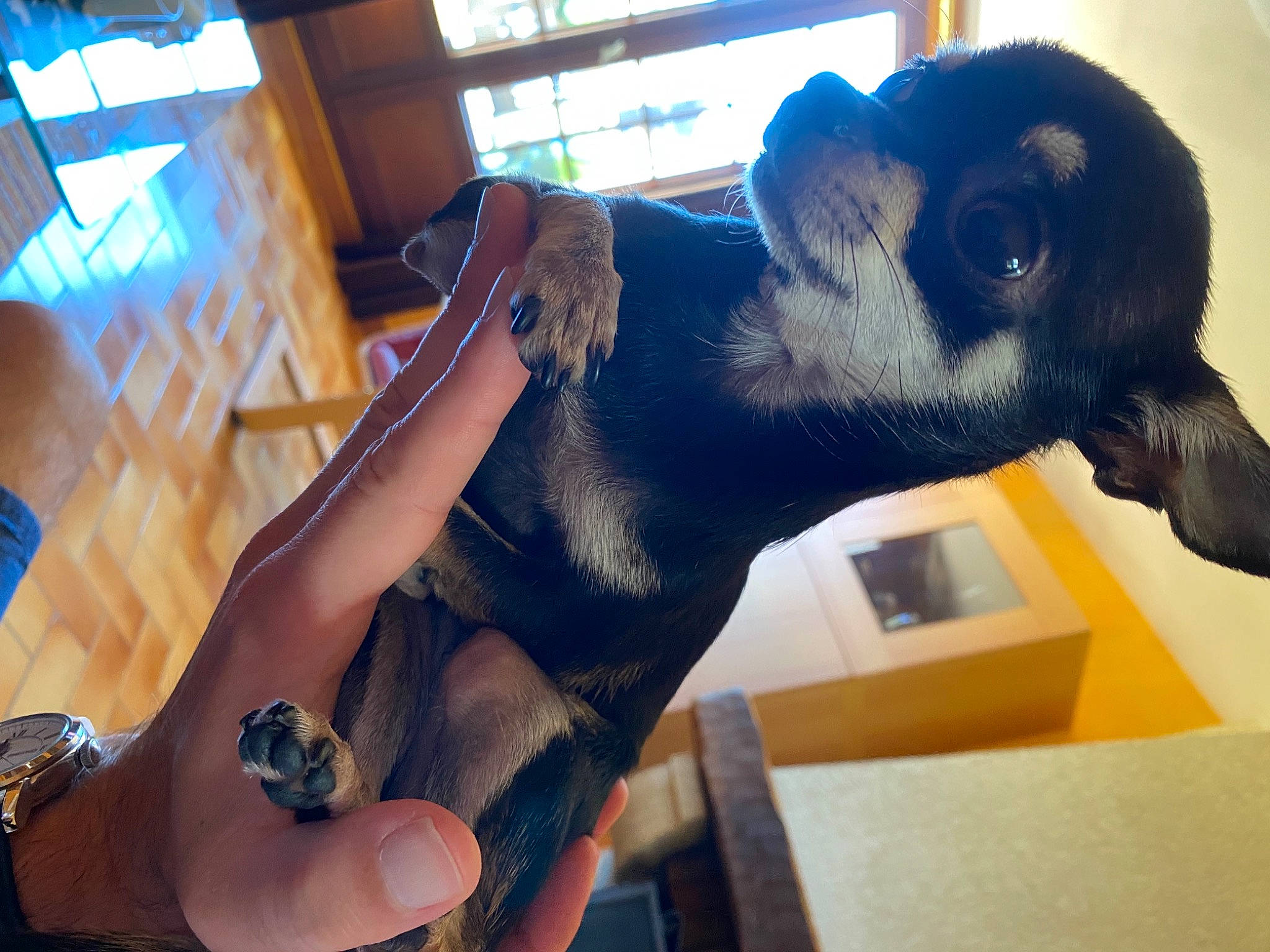 Ovnie participe au concours pour gagner de l'argent avec cette photo : canidae, companion_dog, dog_breed, ear, fawn, finger, fur, goat, hand, human_leg, jaw, nail, snout, sporting_group, terrestrial_animal, toy, watch, whiskers, window, working_animal