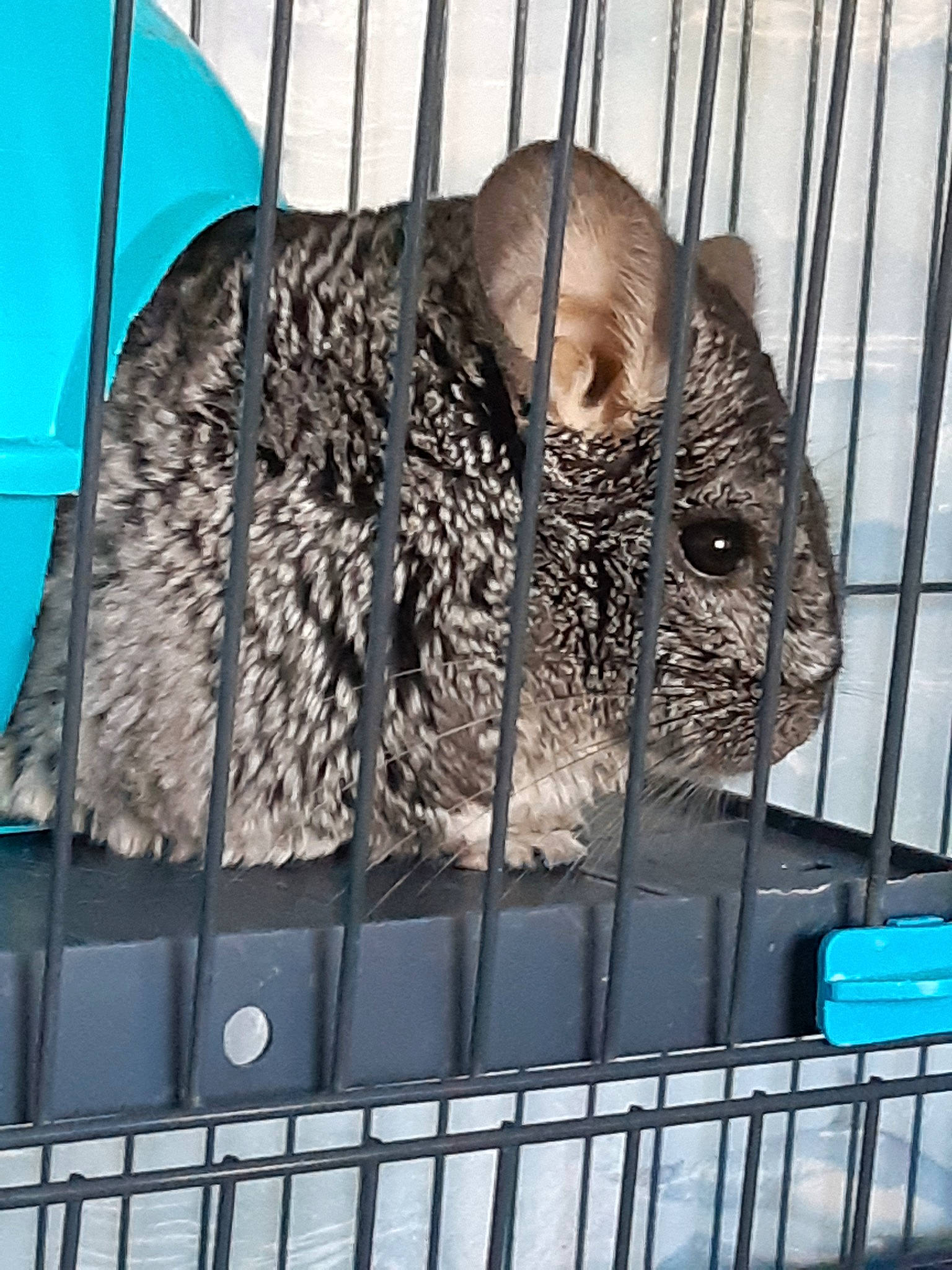 Guizmo participe au concours pour gagner de l'argent avec cette photo : animal_shelter, cage, chinchilla, fawn, fur, rodent
