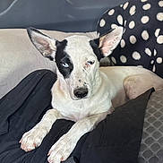 Princess is registered to the contest to win money with this photo: dog, blue_eye, heterochromia, black_and_white_fur, lying_down, couch, cushion, blanket, indoor, pet, animal, ears_up, nosed, paw, relaxed, furniture, domestic, companion, resting, spot