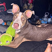 Bruno is registered to the contest to win money with this photo: dog, stuffed_toy, blanket, indoor, pet, ears, toy, water_bottle, clutter, floor, brown_coat, pink_nose, looking_at_camera, relaxed, laying_down, household_items, foot, flash_photo, animal, domestic