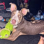 dog, stuffed_toy, blanket, indoor, pet, ears, toy, water_bottle, clutter, floor, brown_coat, pink_nose, looking_at_camera, relaxed, laying_down, household_items, foot, flash_photo, animal, domestic
