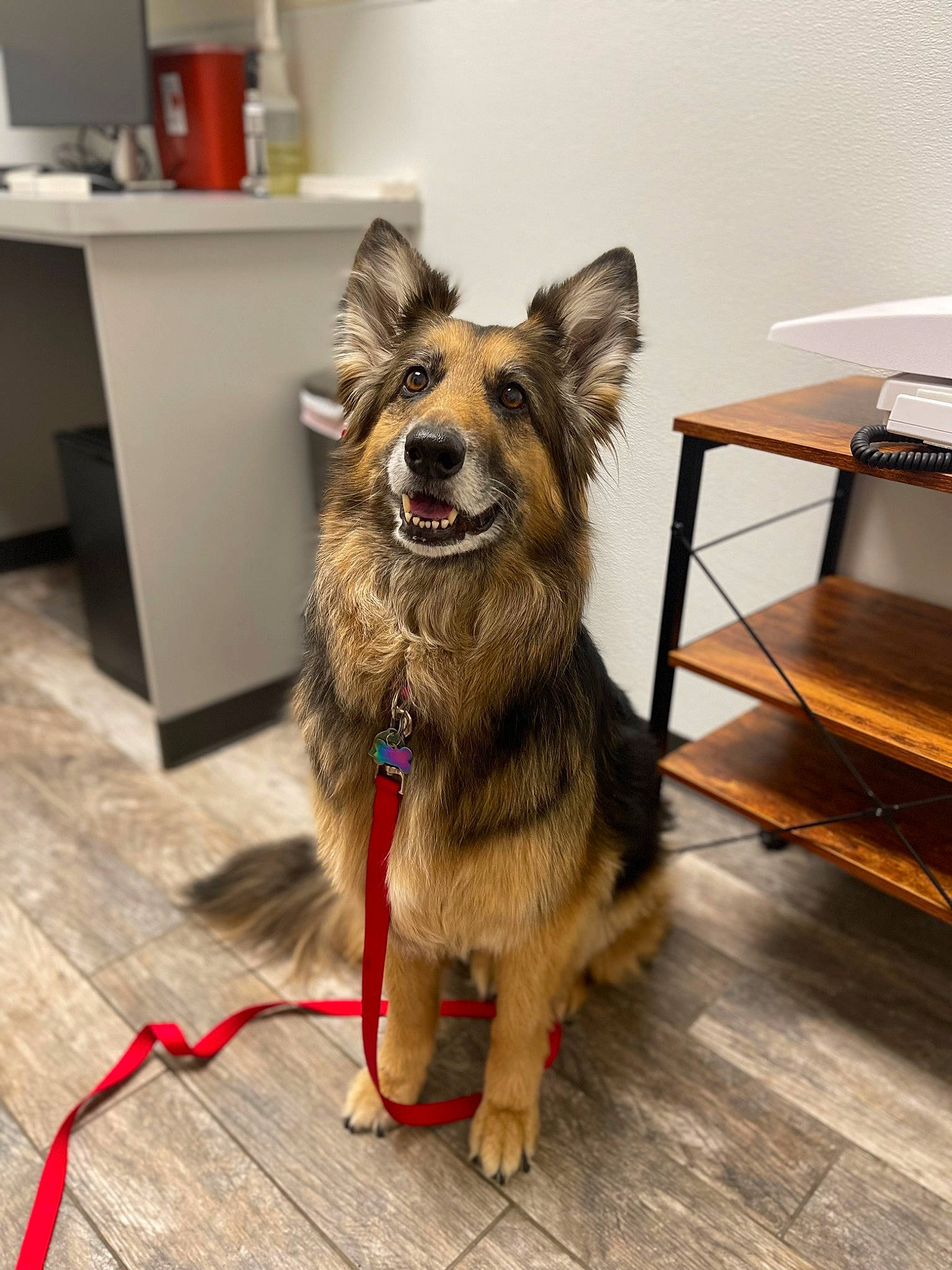 Zulu joined the competition — help win amazing prizes! carnivore, collar, companion_dog, dog, dog_breed, dog_collar, dog_supply, fashion_accessory, fawn, flooring, fur, german_shepherd_dog, hardwood, king_shepherd, leash, snout, wood, wood_flooring, working_animal, working_dog