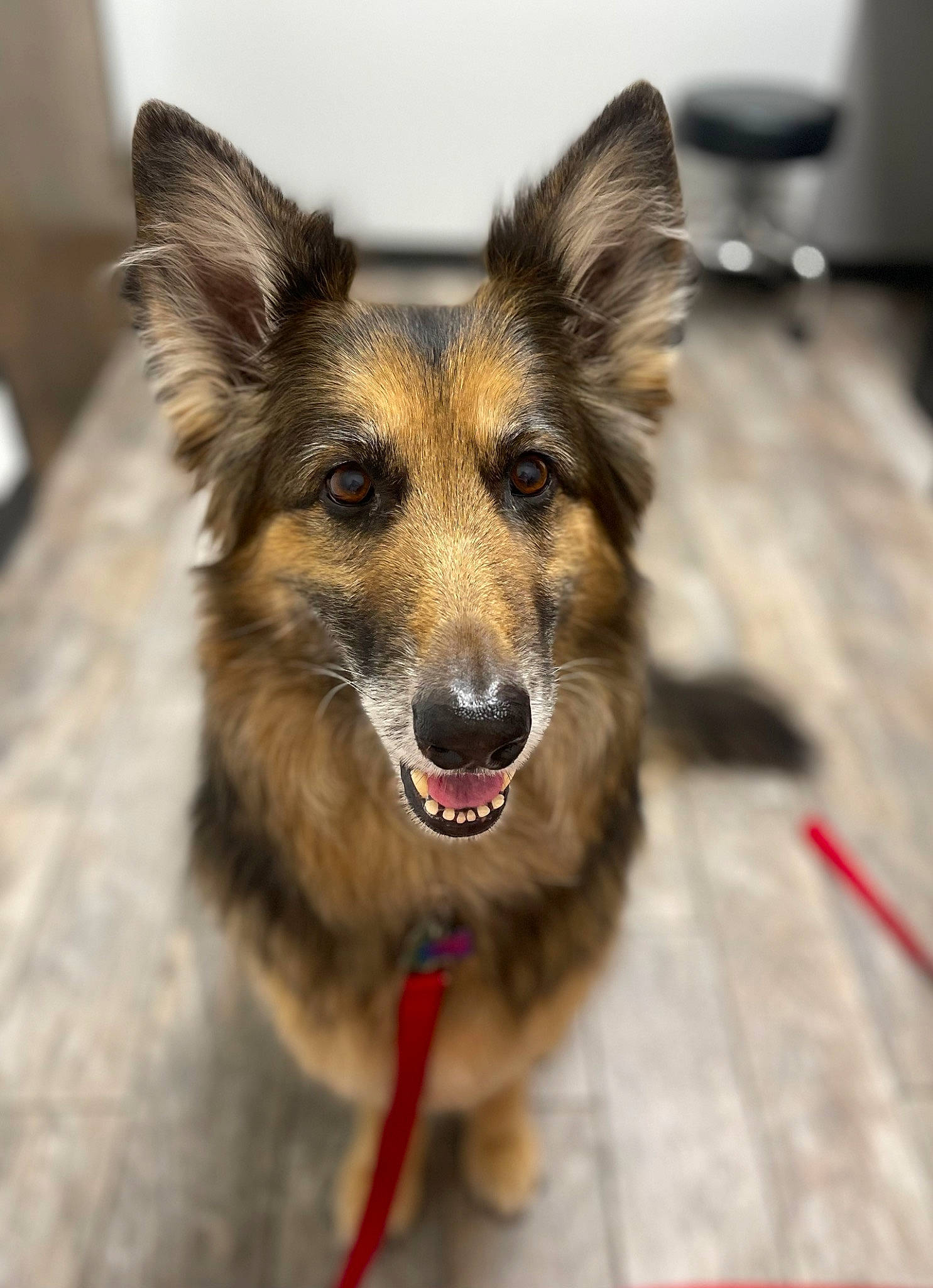 Zulu is registered to the contest to win money with this photo: art, canidae, carnivore, collar, companion_dog, dog, dog_breed, dog_collar, fang, fur, plant, snout, terrestrial_animal, whiskers, wing, working_dog