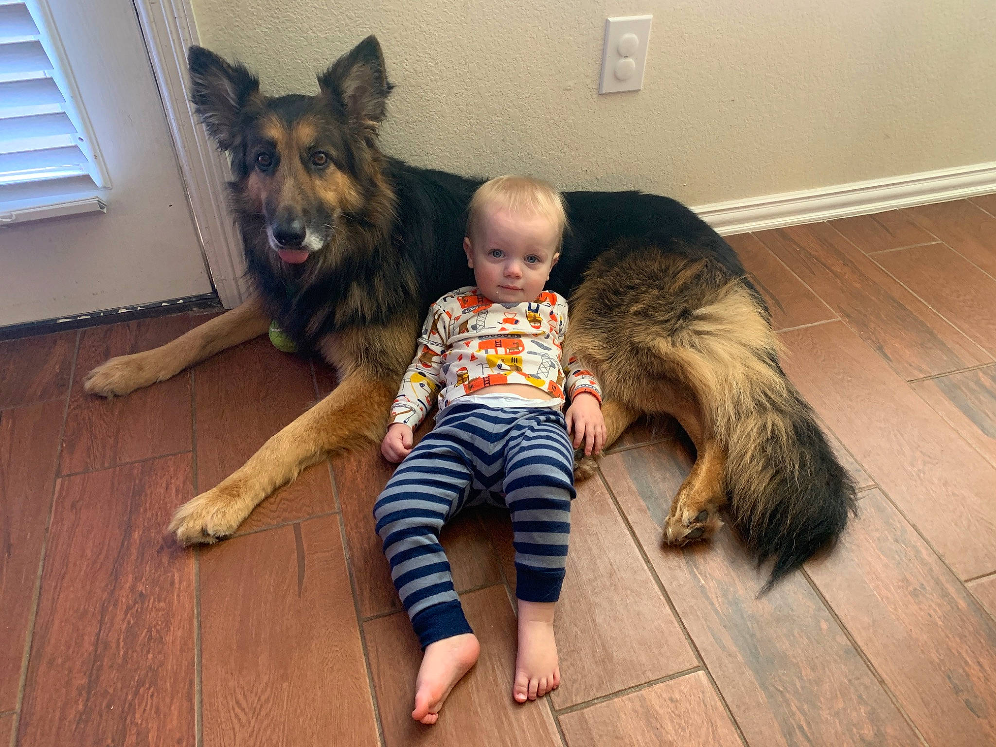 Zulu joined the competition — help win amazing prizes! canidae, carnivore, comfort, companion_dog, dog, dog_breed, fawn, flooring, foot, fur, happy, hardwood, smile, sporting_group, t_shirt, toddler, vertebrate, window, window_blind, wood