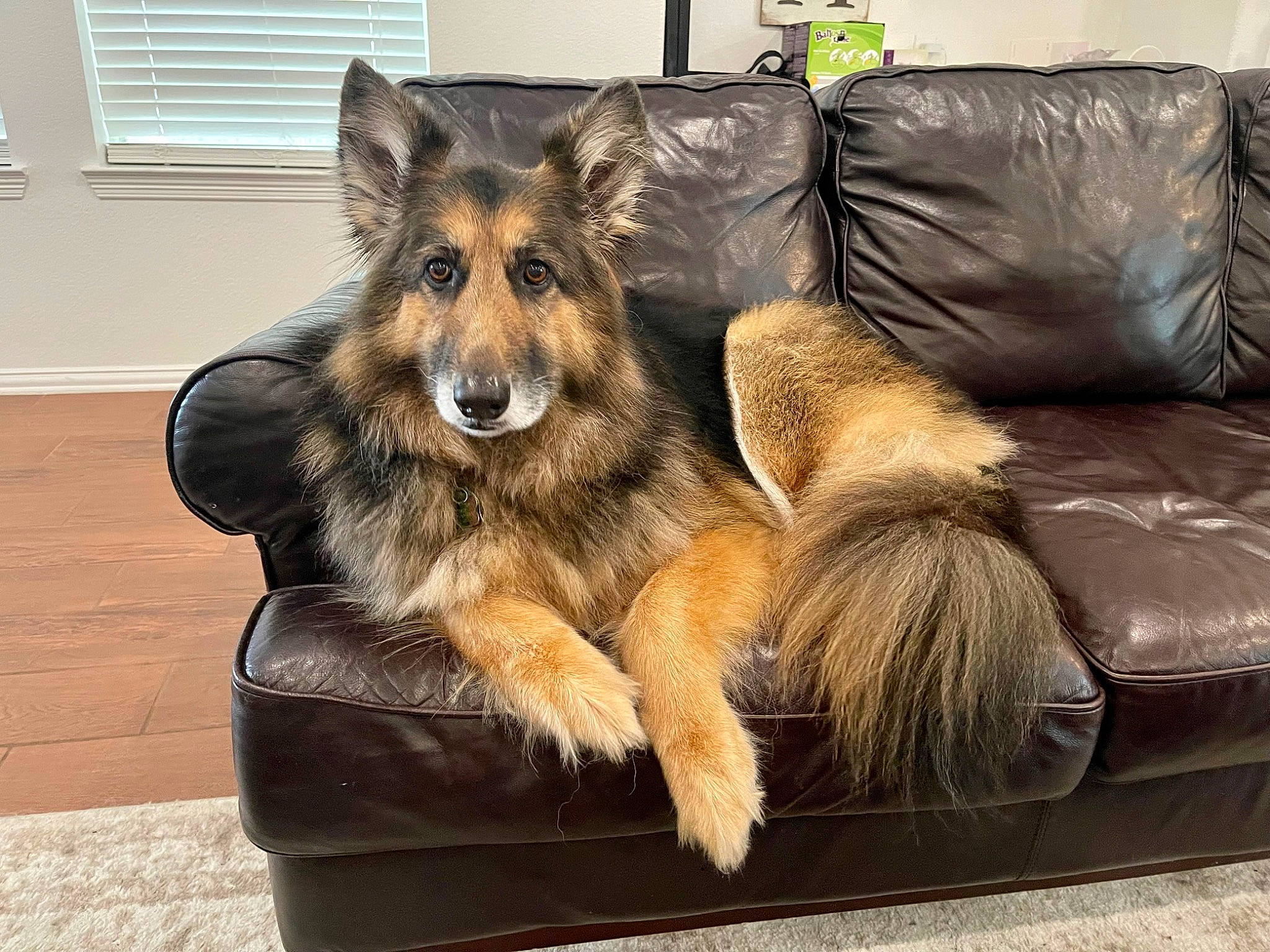 Zulu is registered to the contest to win money with this photo: canidae, carnivore, comfort, companion_dog, couch, dog, dog_breed, fawn, flooring, fur, giant_dog_breed, herding_dog, liver, paw, snout, sporting_group, studio_couch, terrestrial_animal, window, window_blind