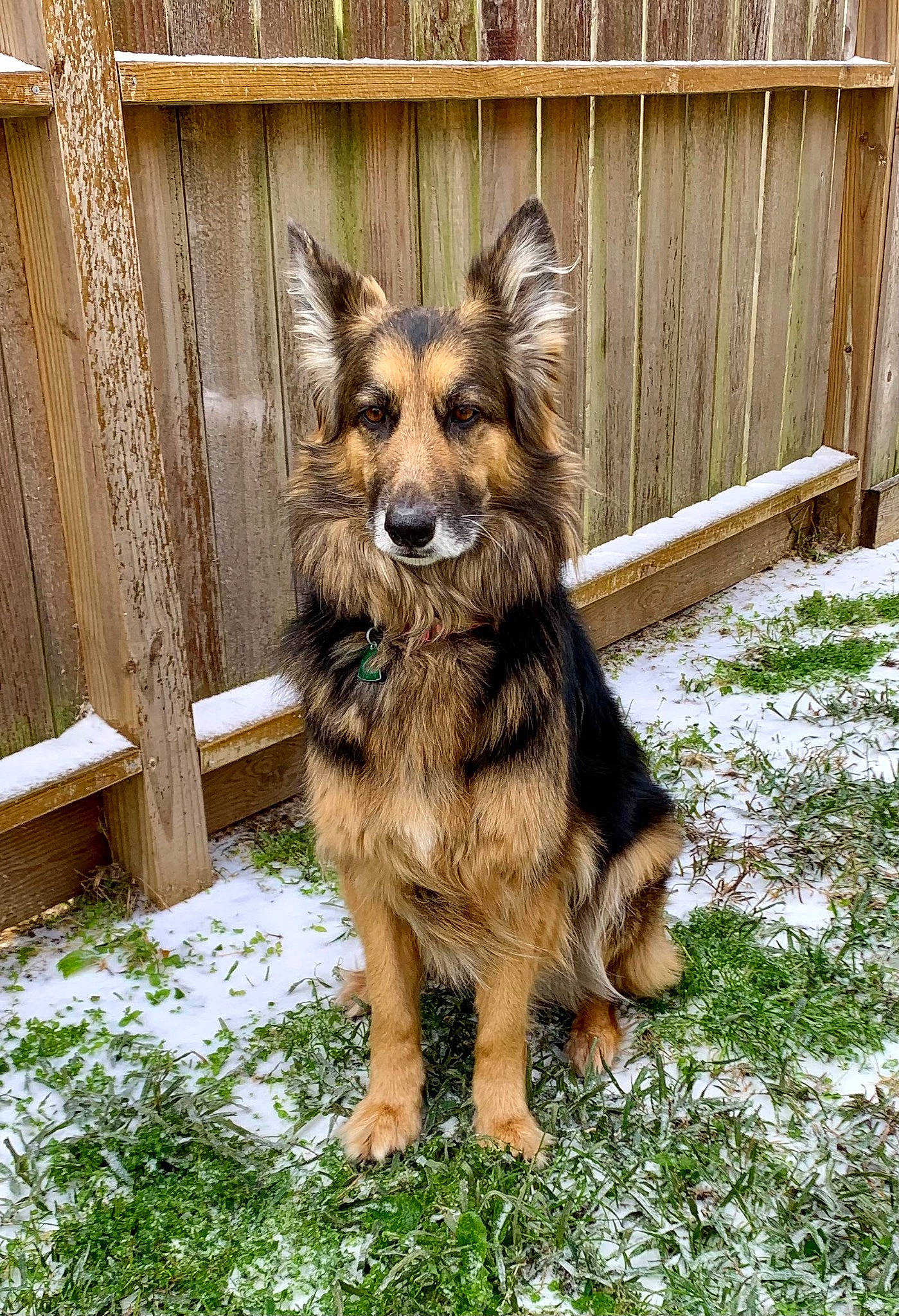 Zulu is registered to the contest to win money with this photo: canidae, carnivore, companion_dog, dog, dog_breed, east_european_shepherd, fawn, fence, fur, german_shepherd_dog, grass, herding_dog, home_fencing, plant, snout, snow, sporting_group, wood, working_animal, working_dog