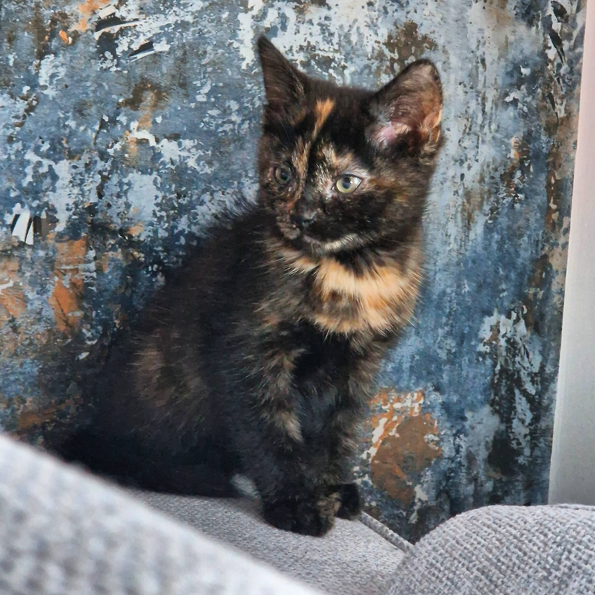 Jaffa is registered to the contest to win money with this photo: automotive_tire, black_cat, carnivore, cat, claw, domestic_short_haired_cat, felidae, fur, grey, paw, road_surface, sitting, small_to_medium_sized_cats, snout, tail, terrestrial_animal, whiskers, wildlife, window, wood