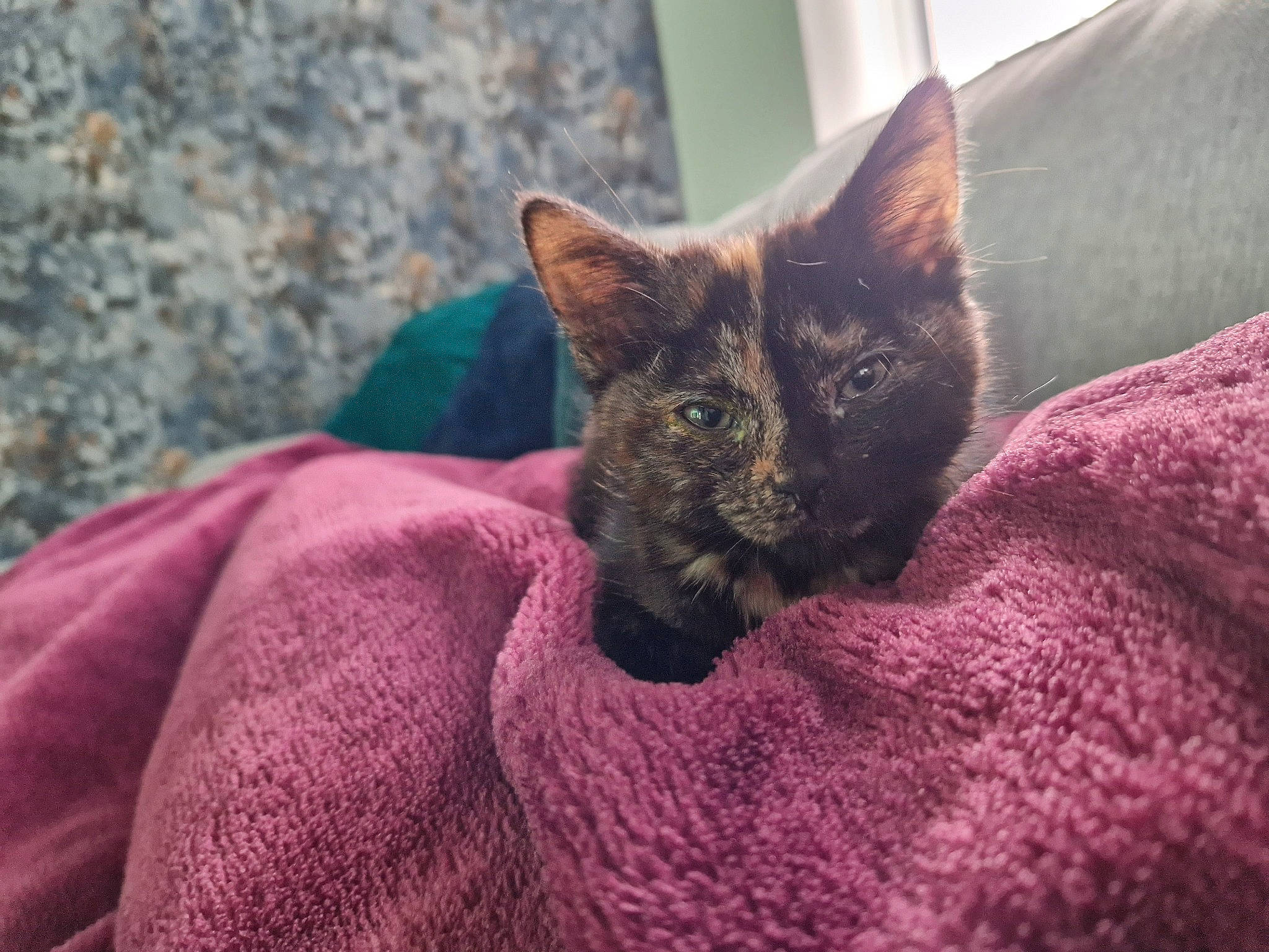 Jaffa joined the competition — help win amazing prizes! black_cat, bombay, carnivore, cat, cat_supply, claw, comfort, domestic_short_haired_cat, eye, fawn, felidae, fur, grey, magenta, purple, small_to_medium_sized_cats, snout, tail, terrestrial_animal, whiskers