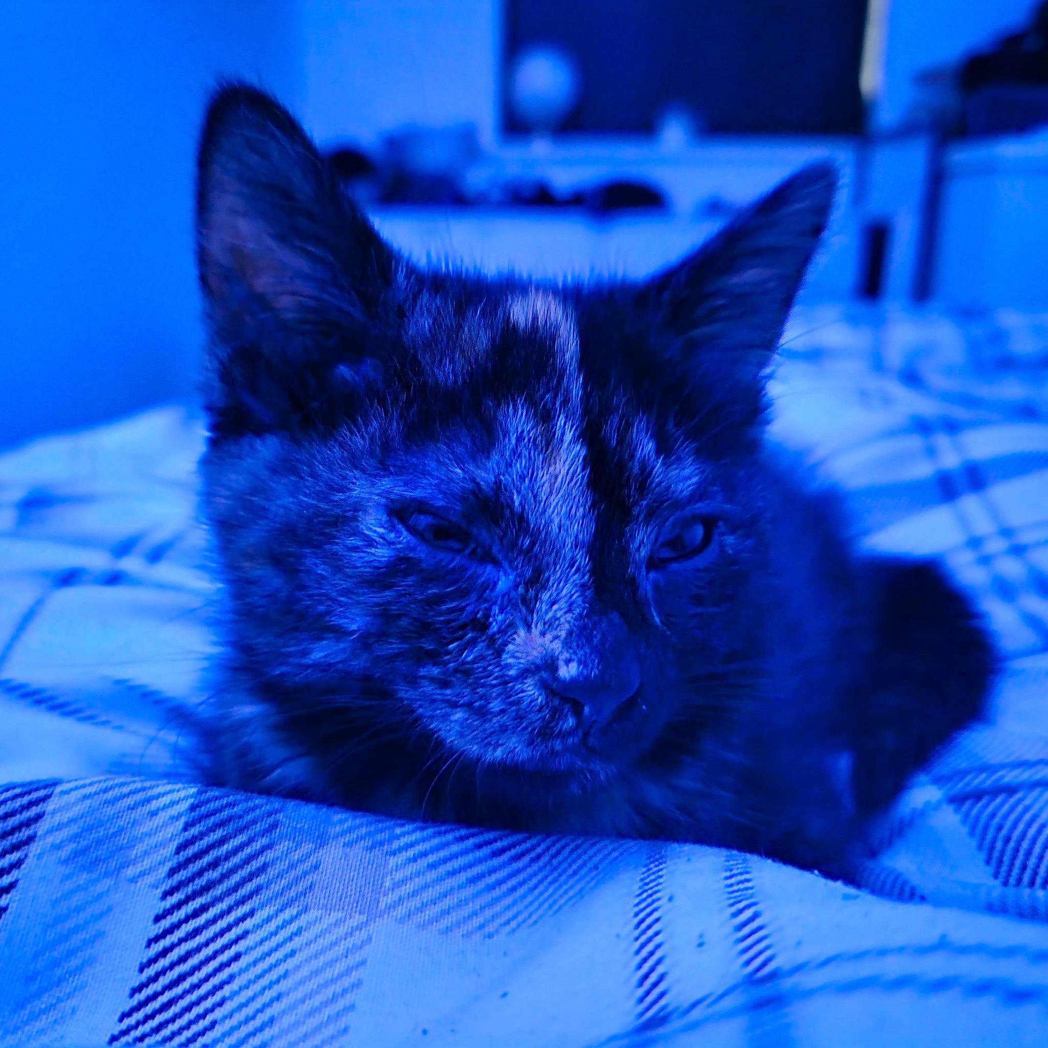 Jaffa joined the competition — help win amazing prizes! black_cat, blue, carnivore, cat, cat_supply, claw, comfort, domestic_short_haired_cat, electric_blue, felidae, fur, linens, nap, pet_supply, purple, small_to_medium_sized_cats, snout, whiskers, window, winter