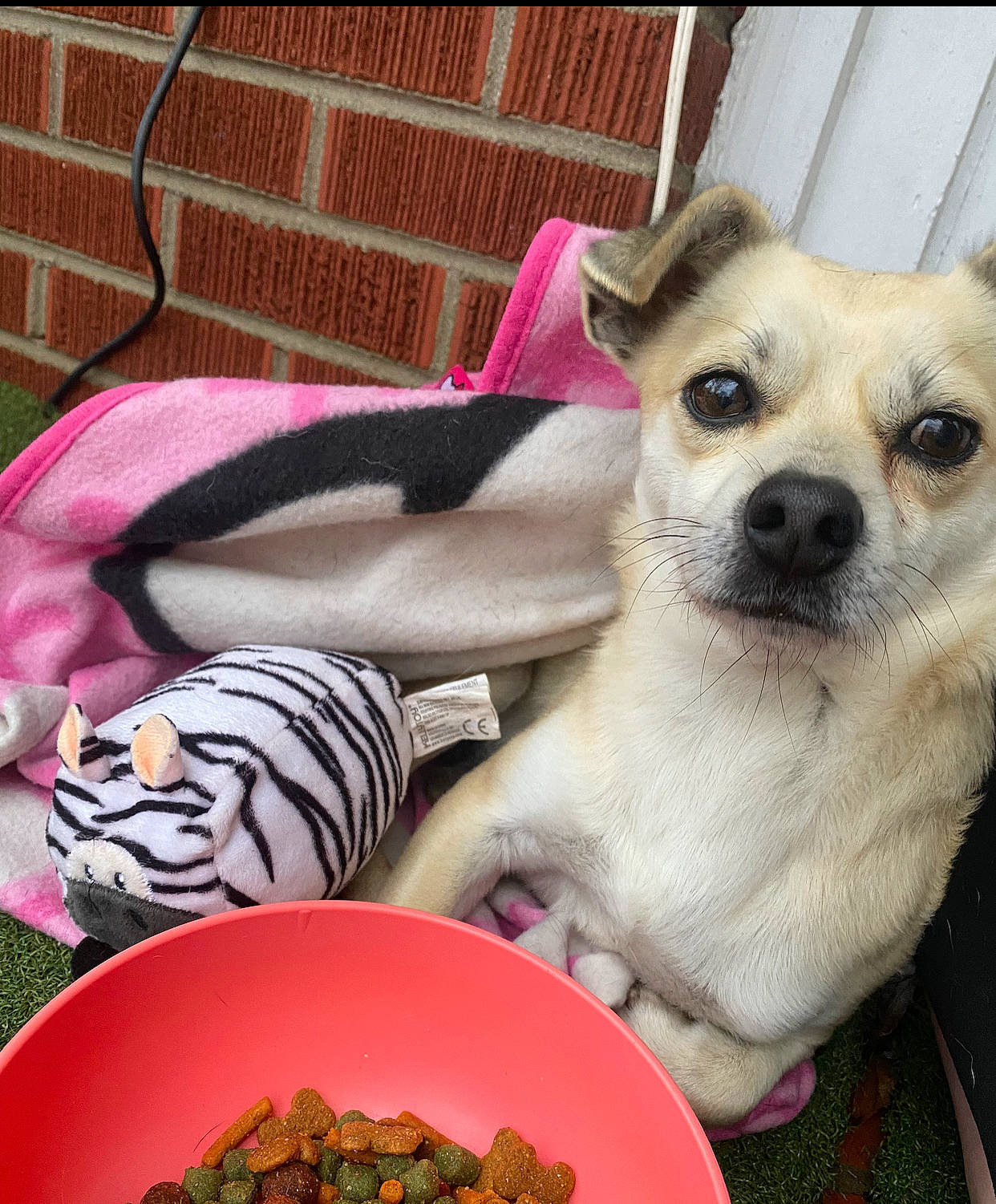 Chico joined the competition — help win amazing prizes! canidae, carnivore, cat_supply, comfort_food, companion_dog, cuisine, dish, dog, dog_breed, dog_supply, fawn, fur, ingredient, pet_food, recipe, small_animal_food, snout, sweetness, toy_dog, whiskers