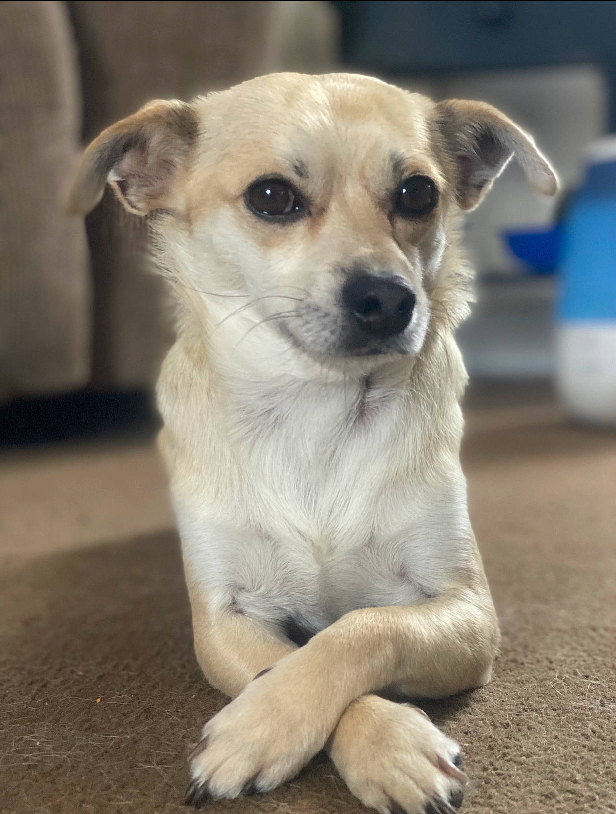 Chico is registered to the contest to win money with this photo: canidae, carnivore, companion_dog, dog, dog_breed, dog_supply, fawn, fur, snout, sporting_group, terrestrial_animal, toy_dog, whiskers