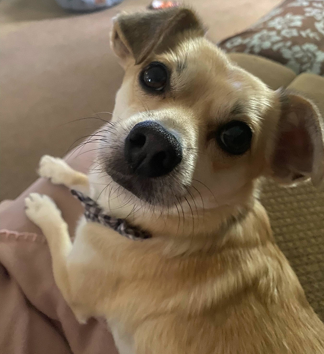 Chico joined the competition — help win amazing prizes! canidae, carnivore, companion_dog, dog, dog_breed, dog_collar, ear, fawn, fur, happy, head, jaw, puppy, smile, snout, sporting_group, toy_dog, whiskers, wood, working_animal