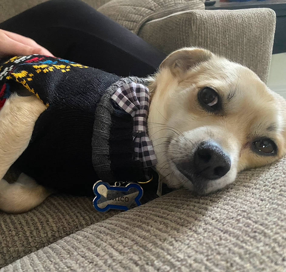 Chico is registered to the contest to win money with this photo: canidae, carnivore, comfort, companion_dog, couch, dog, dog_breed, dog_supply, fawn, flooring, fur, linens, nap, paw, selfie, sleep, snout, sporting_group, whiskers, working_animal