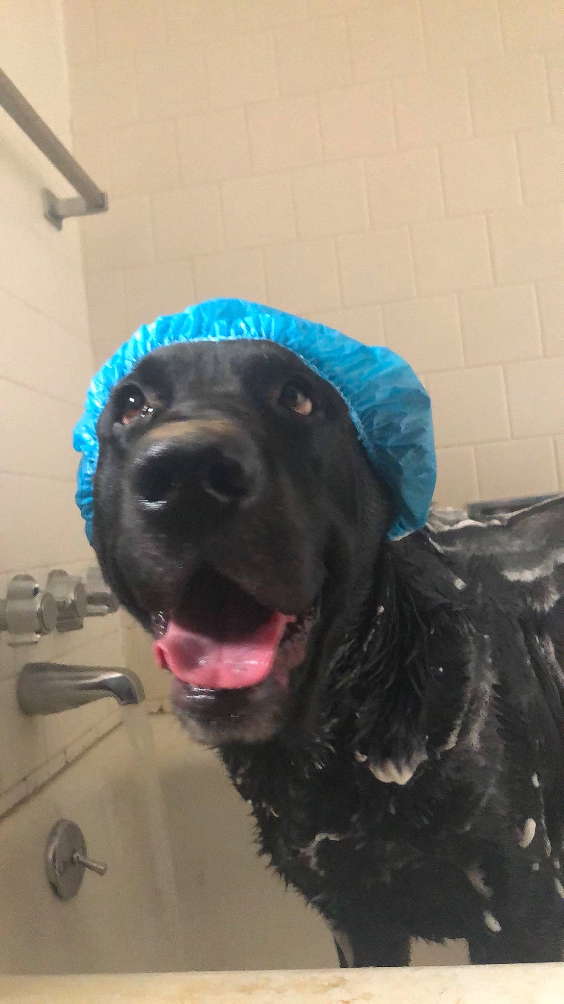 Isaiah is registered to the contest to win money with this photo: canidae, carnivore, collar, companion_dog, dog, dog_breed, dog_collar, electric_blue, fang, fur, guard_dog, gun_dog, hat, liver, personal_protective_equipment, retriever, snout, sporting_group, working_animal, working_dog