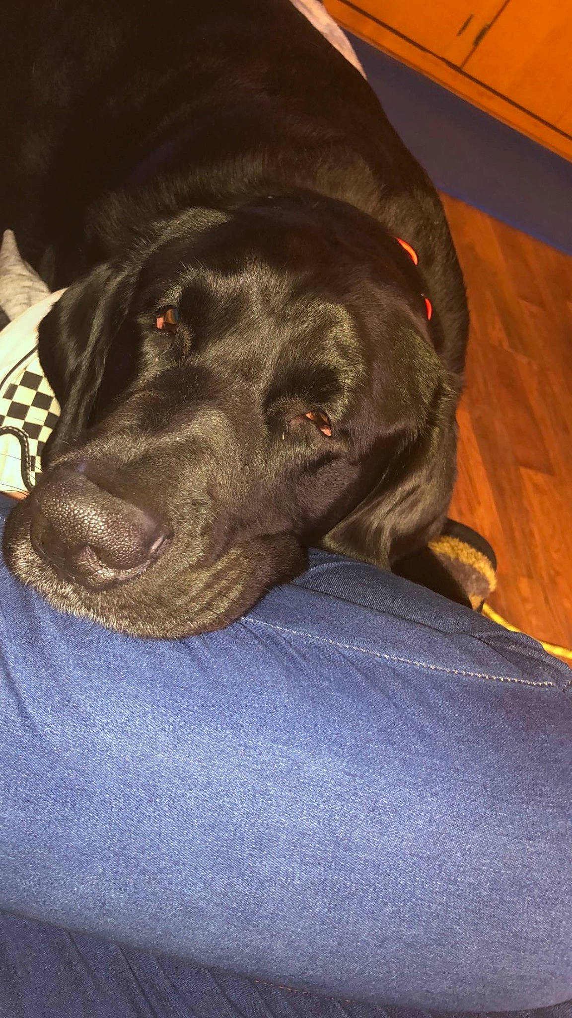 Isaiah joined the competition — help win amazing prizes! borador, canidae, carnivore, comfort, companion_dog, dog, dog_breed, ear, electric_blue, fur, gun_dog, hunting_dog, liver, snout, sporting_group, whiskers, working_animal