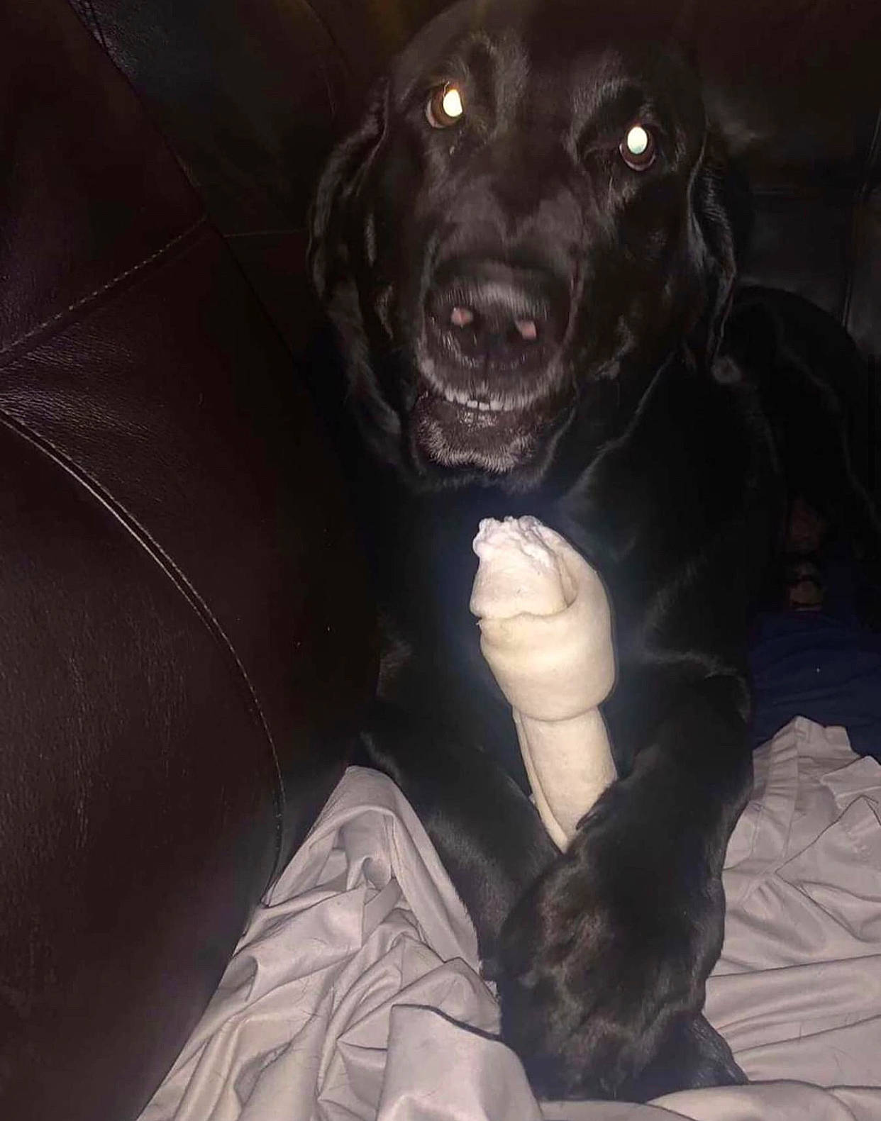 Isaiah is registered to the contest to win money with this photo: art, borador, canidae, carnivore, comfort, companion_dog, darkness, dog, dog_breed, dog_collar, fur, gesture, guard_dog, gun_dog, liver, personal_protective_equipment, snout, sporting_group, whiskers, working_animal