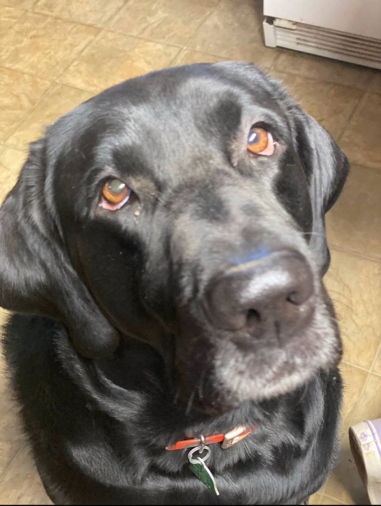 Isaiah joined the competition — help win amazing prizes! borador, canidae, carnivore, collar, companion_dog, dog, dog_breed, dog_collar, event, eye, fur, gun_dog, hunting_dog, liver, retriever, snout, sporting_group, whiskers, working_animal, working_dog