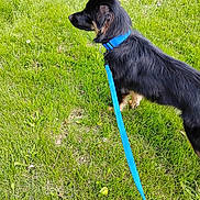 Piggy is registered to the contest to win money with this photo: alert, animal, black_dog, canine, collar, daylight, dog, field, fur, grass, green, leash, mammal, nature, outdoor, pet, side_view, standing, summer, walk