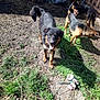 Piggy is registered to the contest to win money with this photo: animal, canine, companion, daylight, dirt, dog, domestic, fence, grass, happy, nature, outdoor, pet, play, playful, sniffing, sunlight, three_dogs, toy, yard