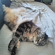 Guizmo a rejoint le concours — aidez-le/la à gagner de superbes lots ! abyssinian, animal, bed, bedroom, blanket, cat, chair, couch, cushion, furniture, homedecor, indoors, kitten, linen, manx, person, pet, pillow, room, sleeping