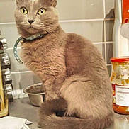 Kitty participe au concours pour gagner de l'argent avec cette photo : abyssinian, aluminium, angora, animal, canine, cat, closet, cupboard, dog, food, fruit, furniture, husky, kitten, manx, pantry, pet, plant, produce, shelf