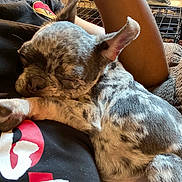 Ghost joined the competition — help win amazing prizes! dog, sleeping, close_up, indoor, resting, pet, mammal, fur, ear, paw, human_arm, relaxation, comfort, black_shirt, pattern, cute, small_dog, companionship, nap, domestic_animal