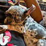 dog, sleeping, close_up, indoor, resting, pet, mammal, fur, ear, paw, human_arm, relaxation, comfort, black_shirt, pattern, cute, small_dog, companionship, nap, domestic_animal