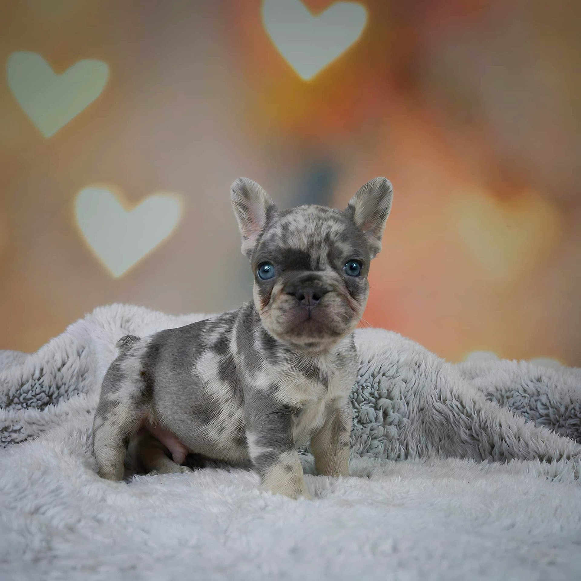 Ghost joined the competition — help win amazing prizes! french_bulldog, puppy, dog, merle_coat, blue_eyes, fluffy_blanket, heart_bokeh, soft_focus, indoor, cute, pet, animal, portrait, small_dog, sitting, fur, ears, snout, adorable, background